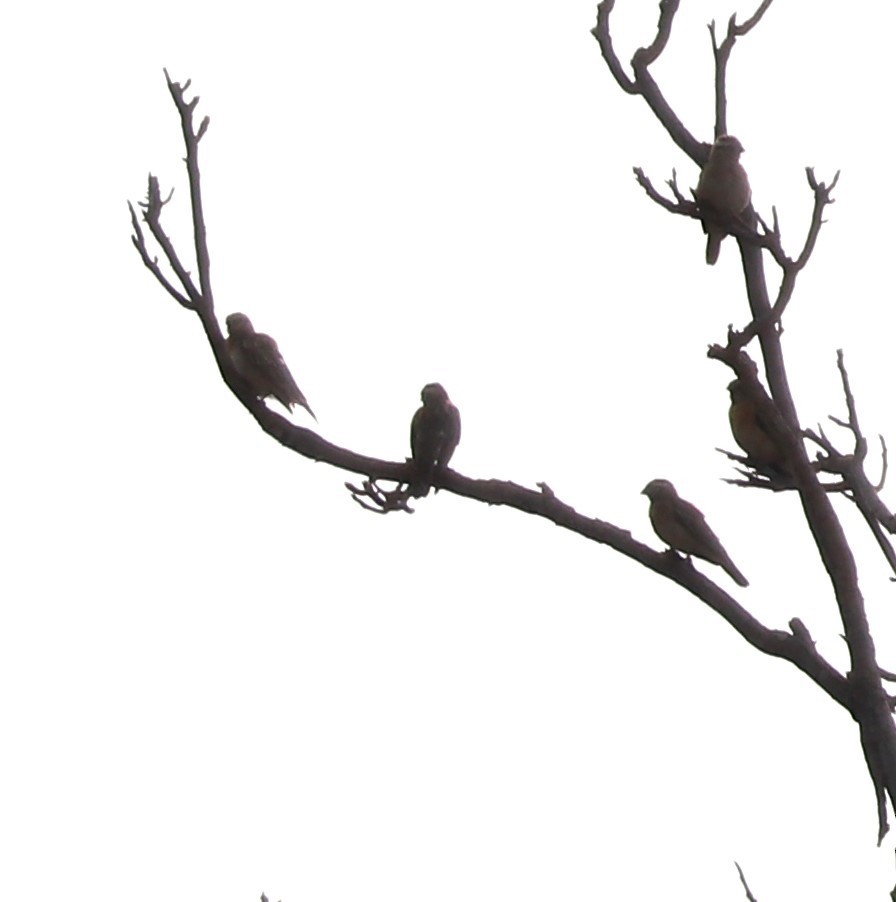 Northern Gray-headed Sparrow - ML610054815