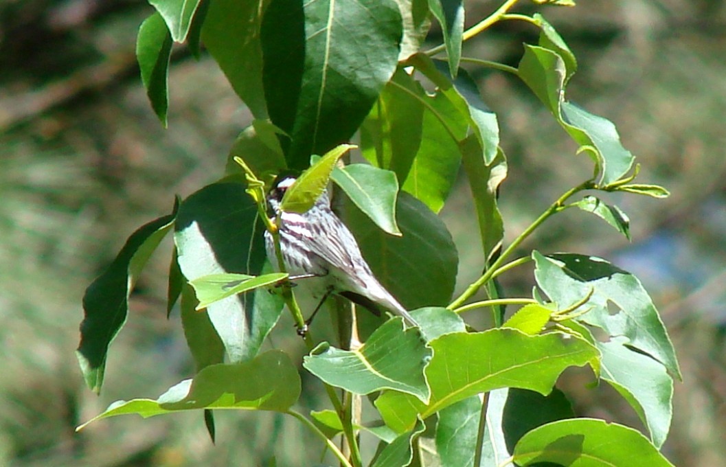 Black-throated Gray Warbler - ML61005501