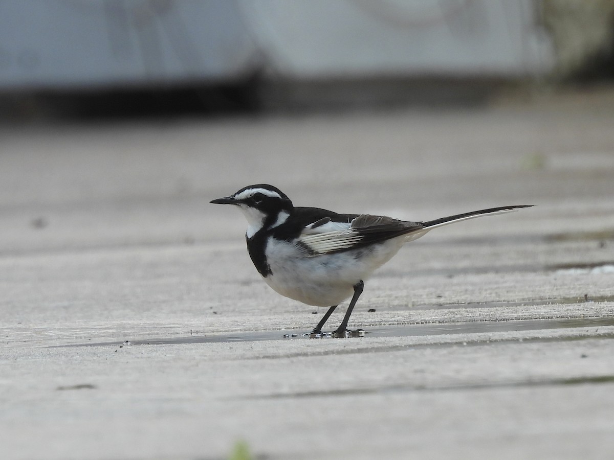 African Pied Wagtail - ML610056496