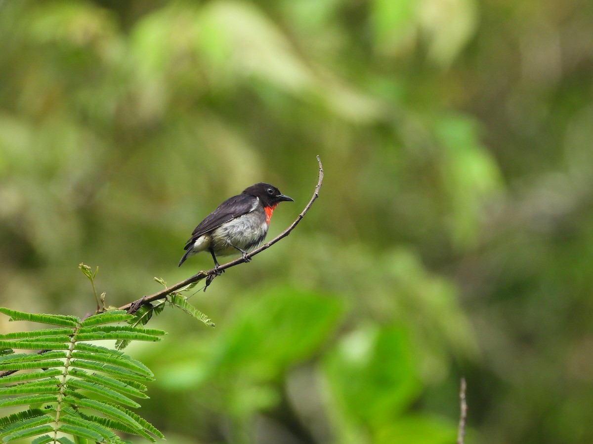 Gray-sided Flowerpecker (Gray-sided) - Marcie  Jacklin