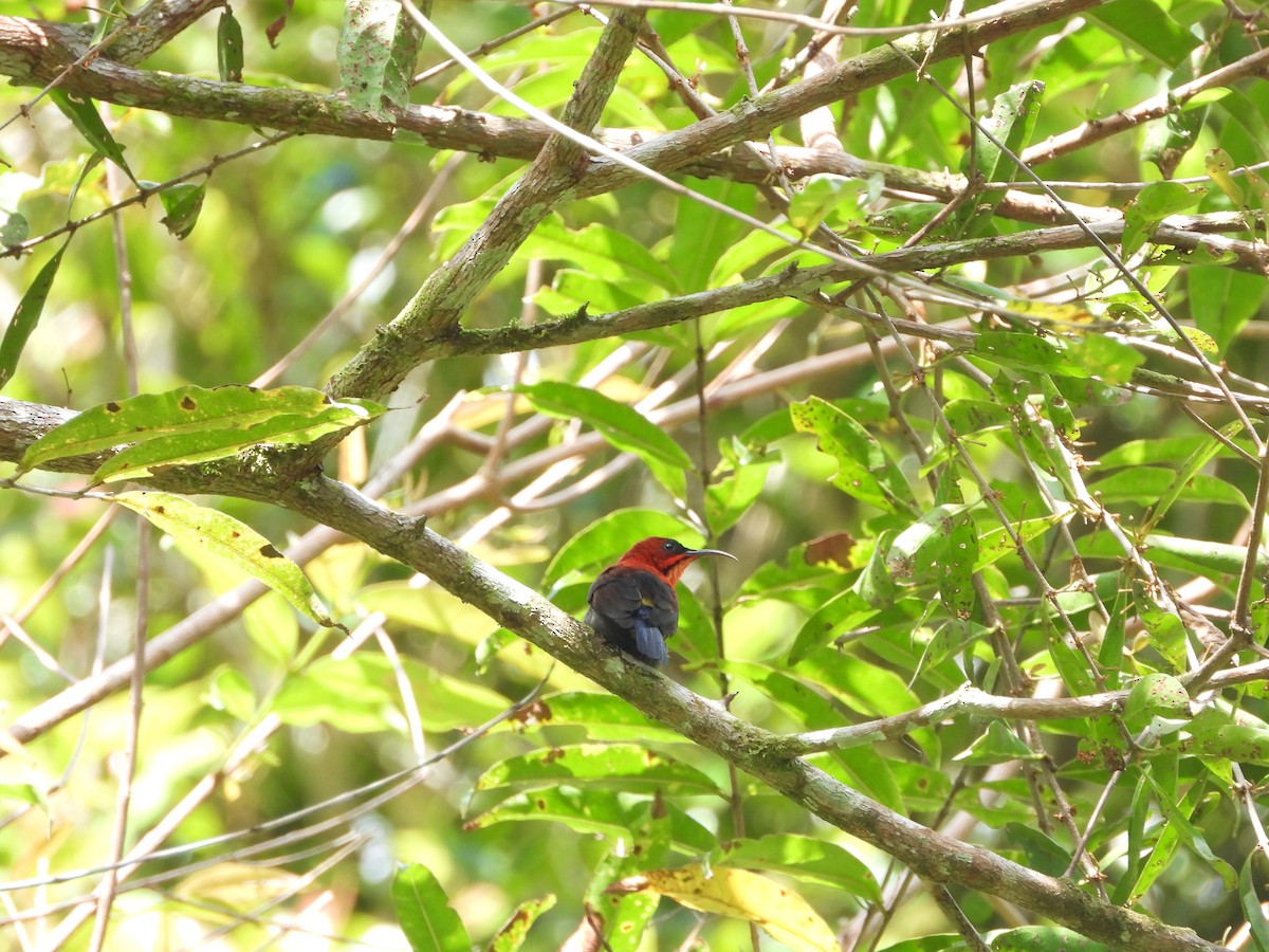 Crimson Sunbird (Sulawesi) - ML610056811
