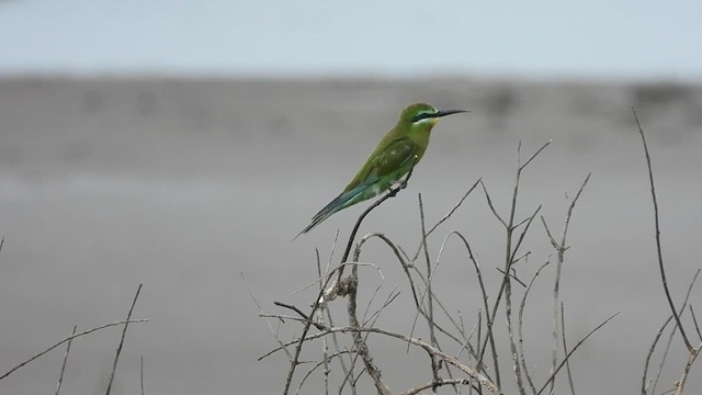 Blue-cheeked Bee-eater - ML610056818
