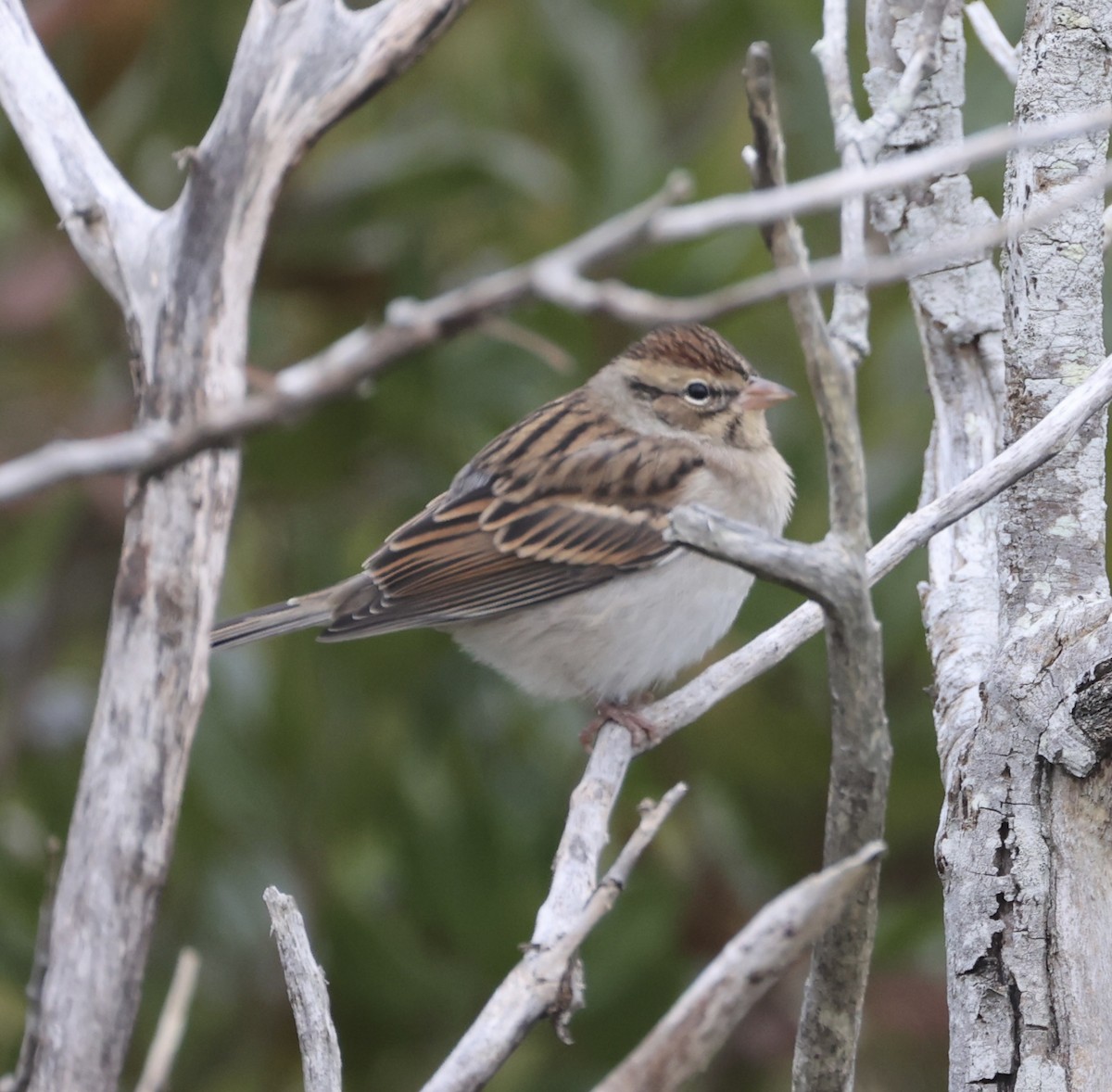 Chipping Sparrow - ML610056966