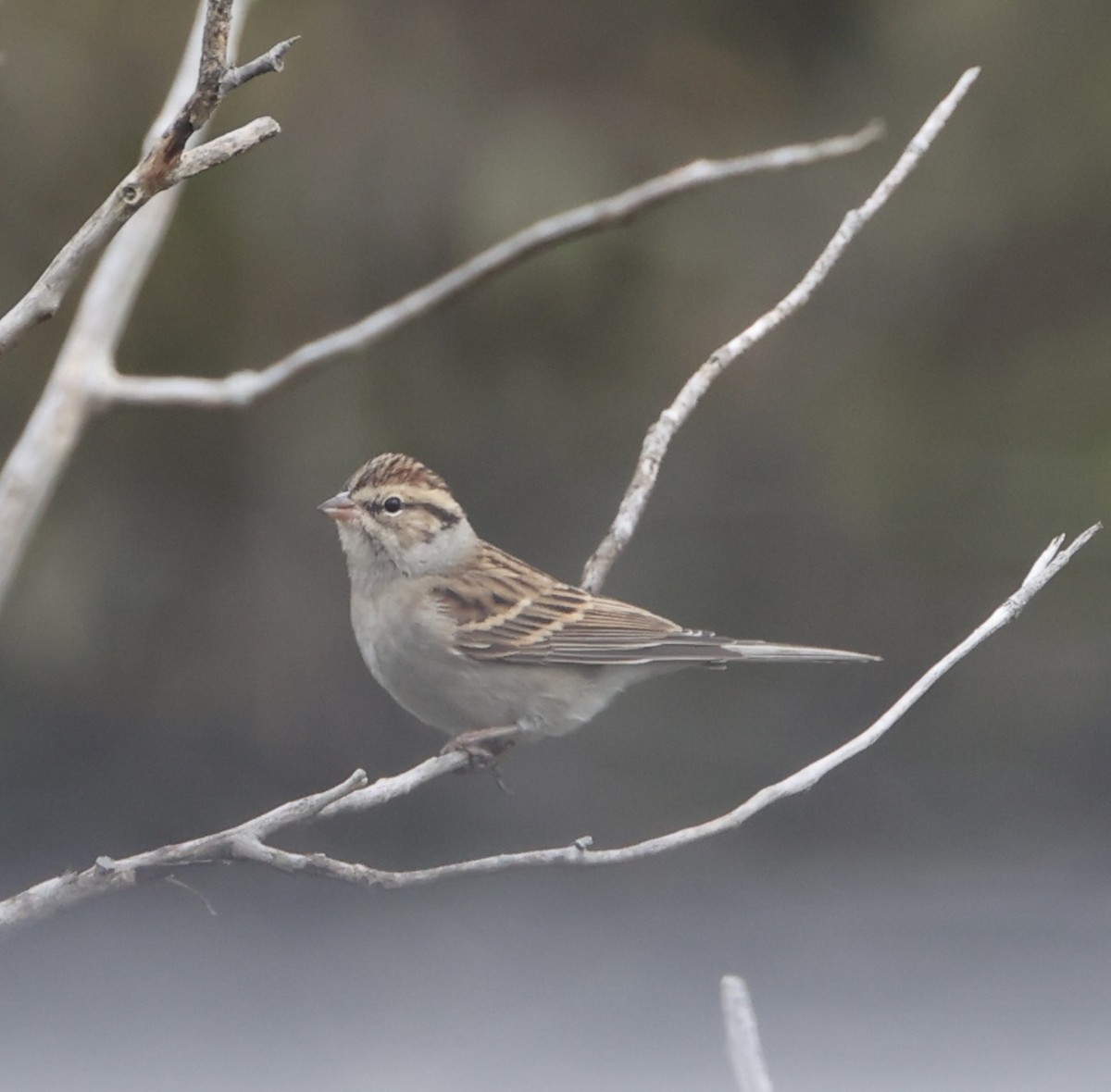 Chipping Sparrow - ML610056968