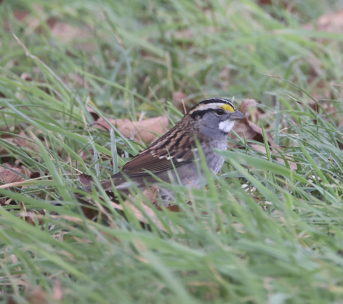 White-throated Sparrow - ML610056979