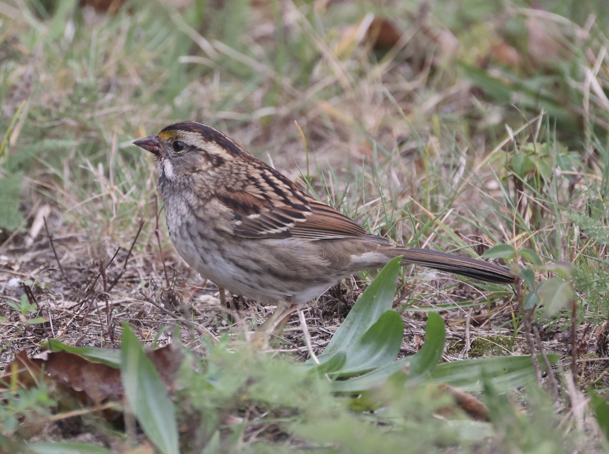 White-throated Sparrow - ML610056996
