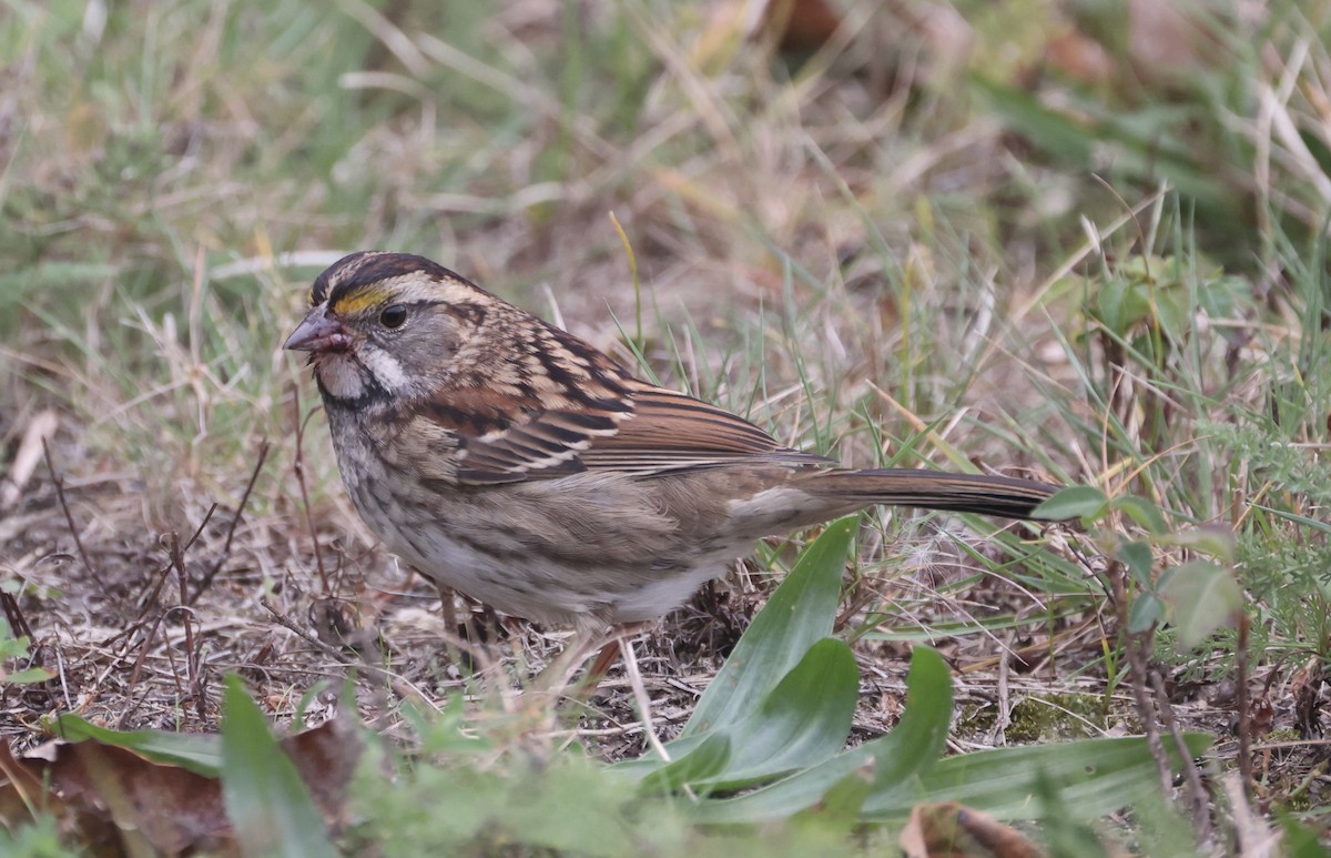 White-throated Sparrow - Ross Sormani