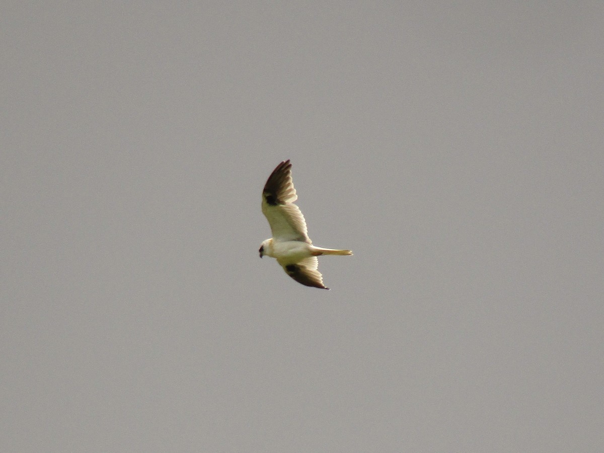 Black-shouldered Kite - ML610057176