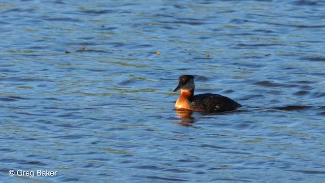 Red-necked Grebe - ML610057328