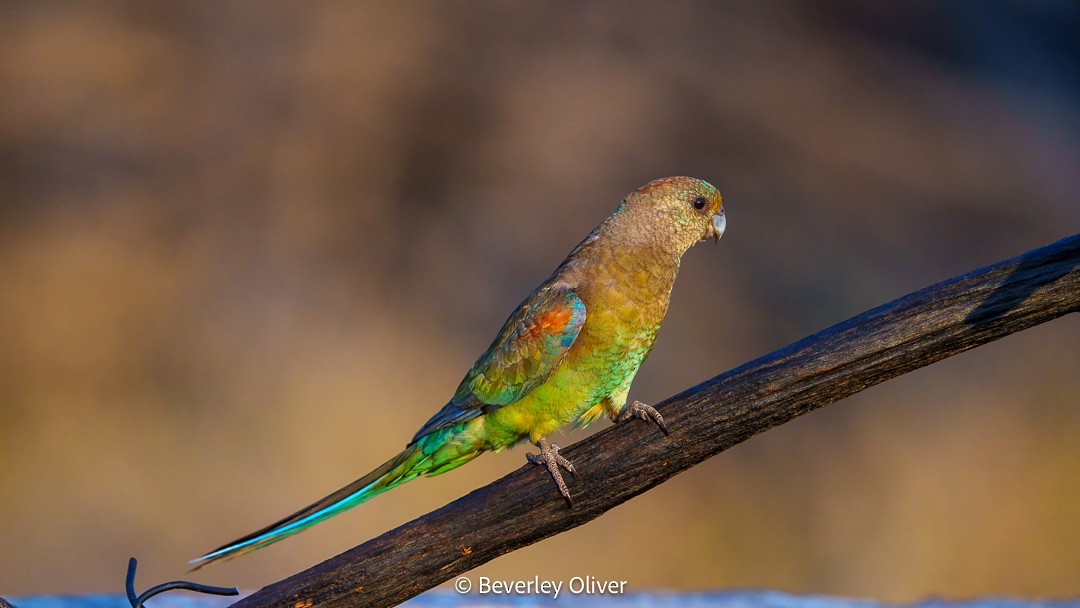 Разноцветный попугайчик - ML610057639