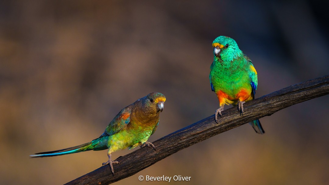 Разноцветный попугайчик - ML610057645