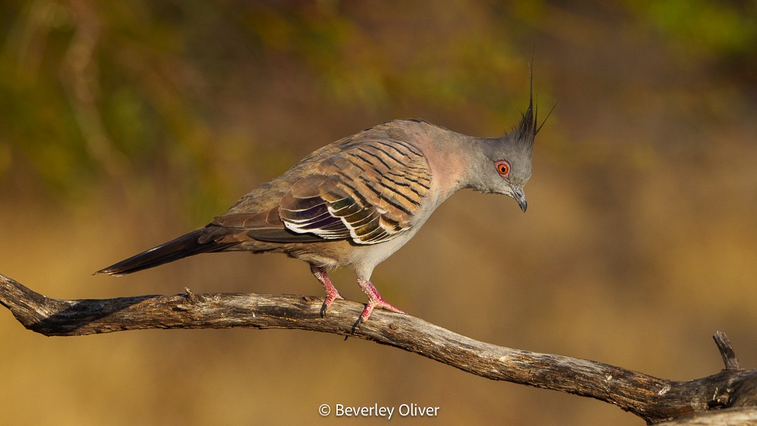 Crested Pigeon - ML610057669