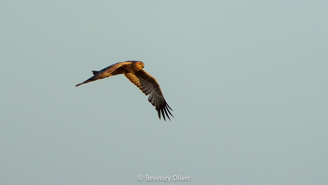 Spotted Harrier - ML610057776