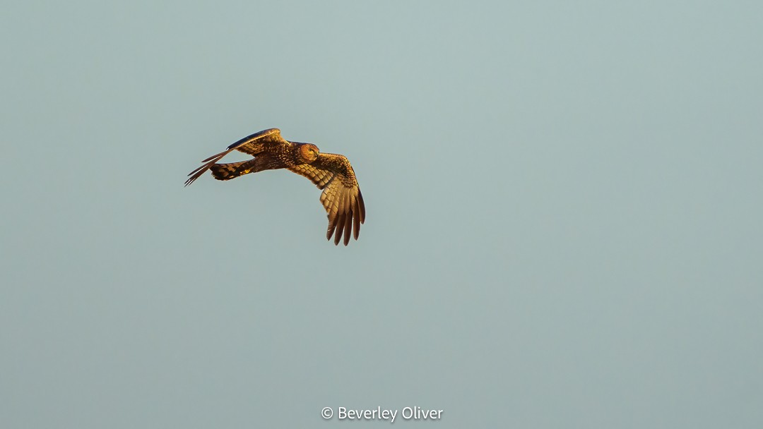 Spotted Harrier - ML610057778