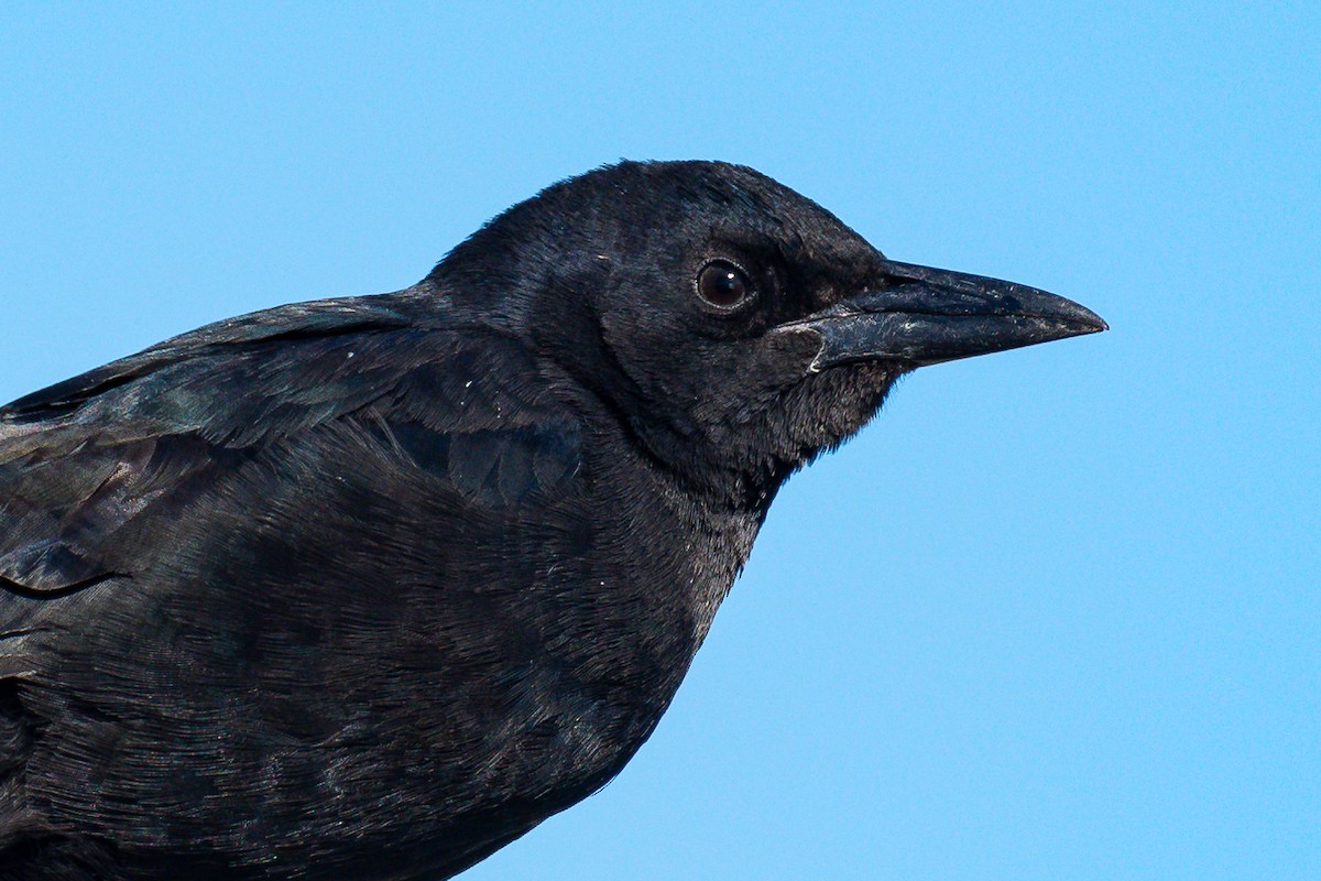 Boat-tailed Grackle - ML610058633