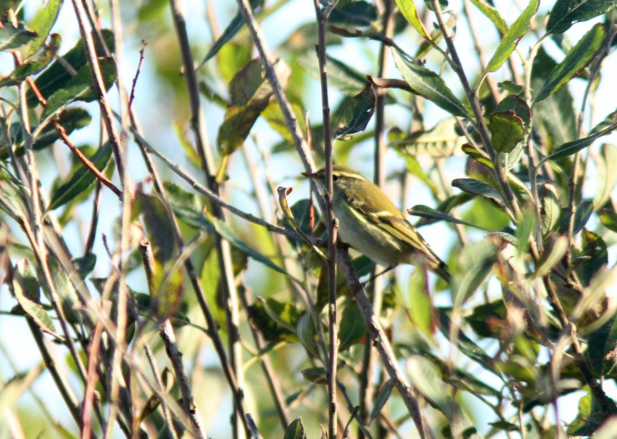 Yellow-browed Warbler - ML610058651