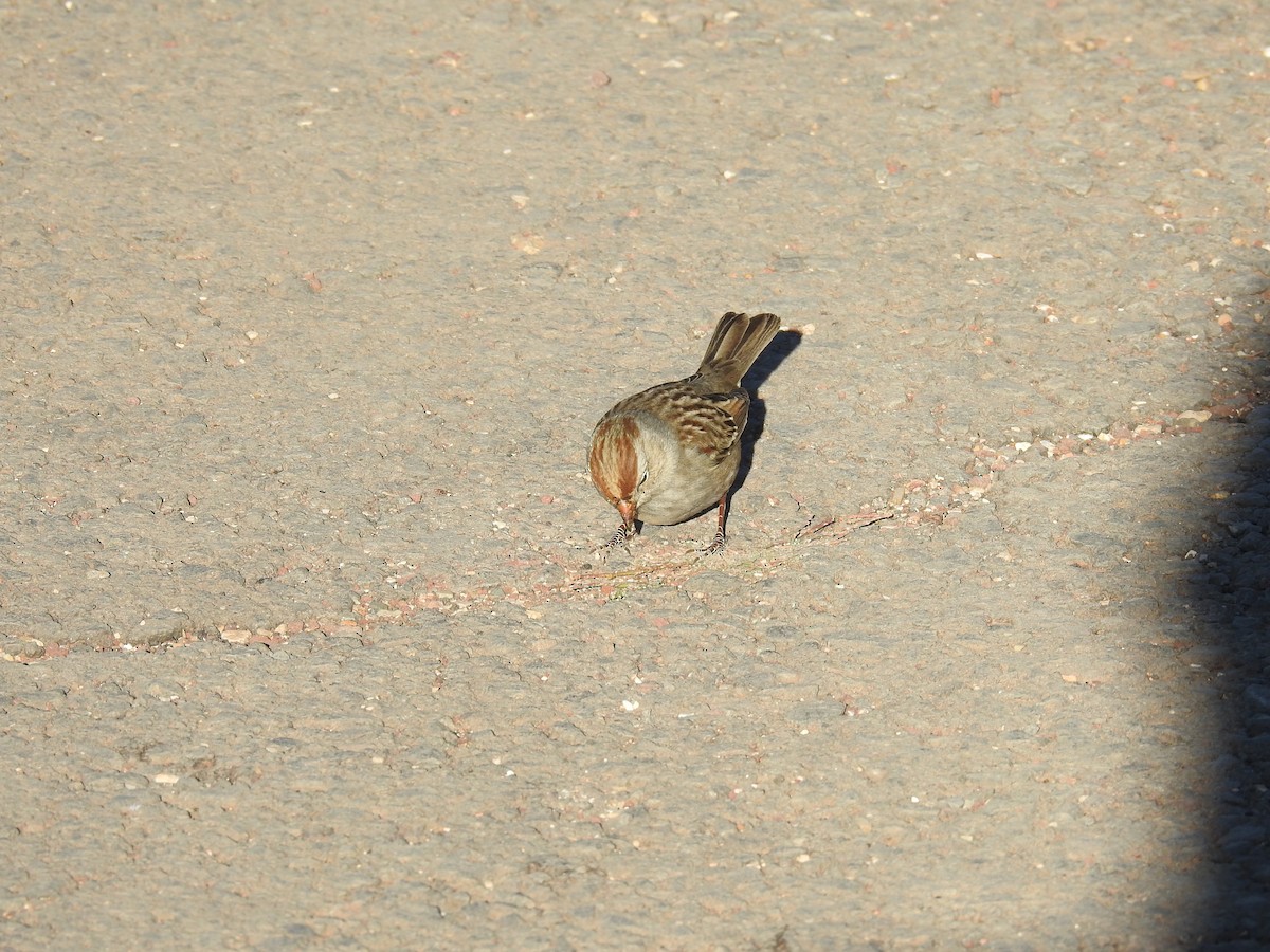Chipping Sparrow - Jason Bassett