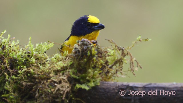 Thick-billed Euphonia (Black-tailed) - ML610058919