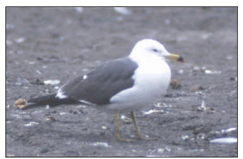 Black-tailed Gull - ML610059128