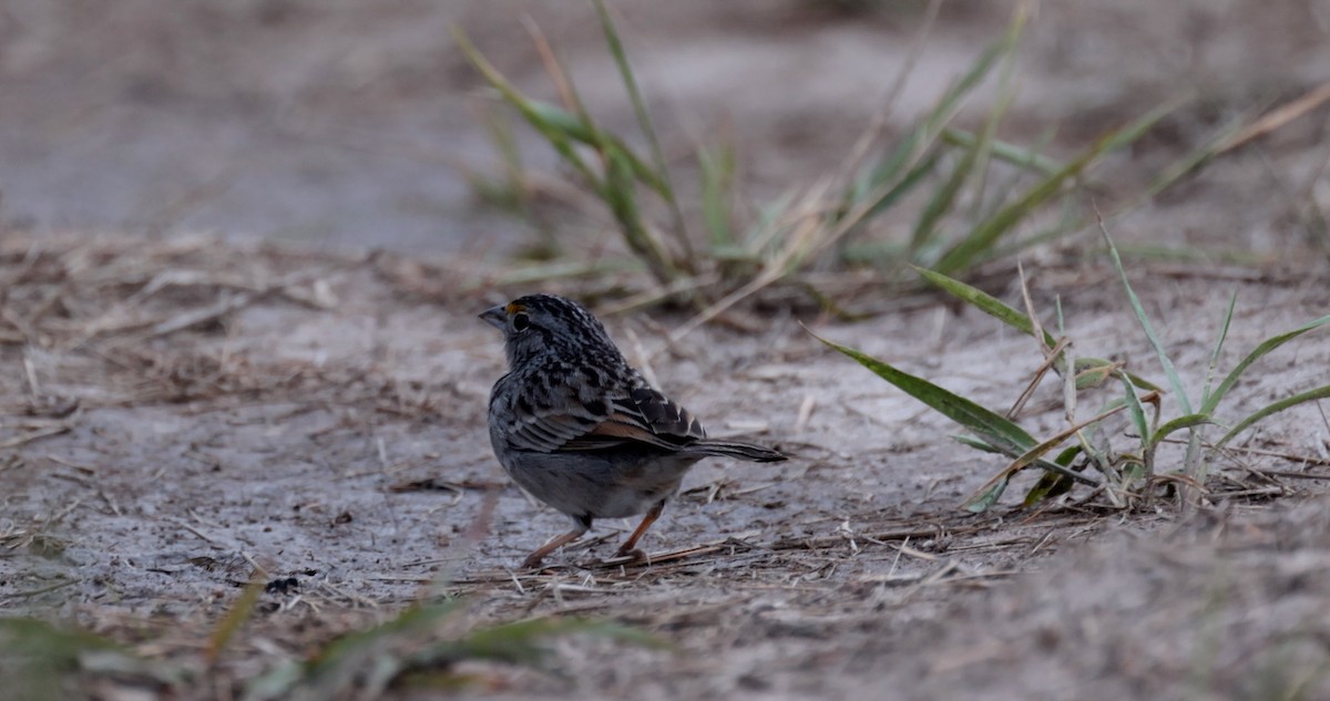Grassland Sparrow - ML610059136