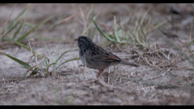 Grassland Sparrow - ML610059137