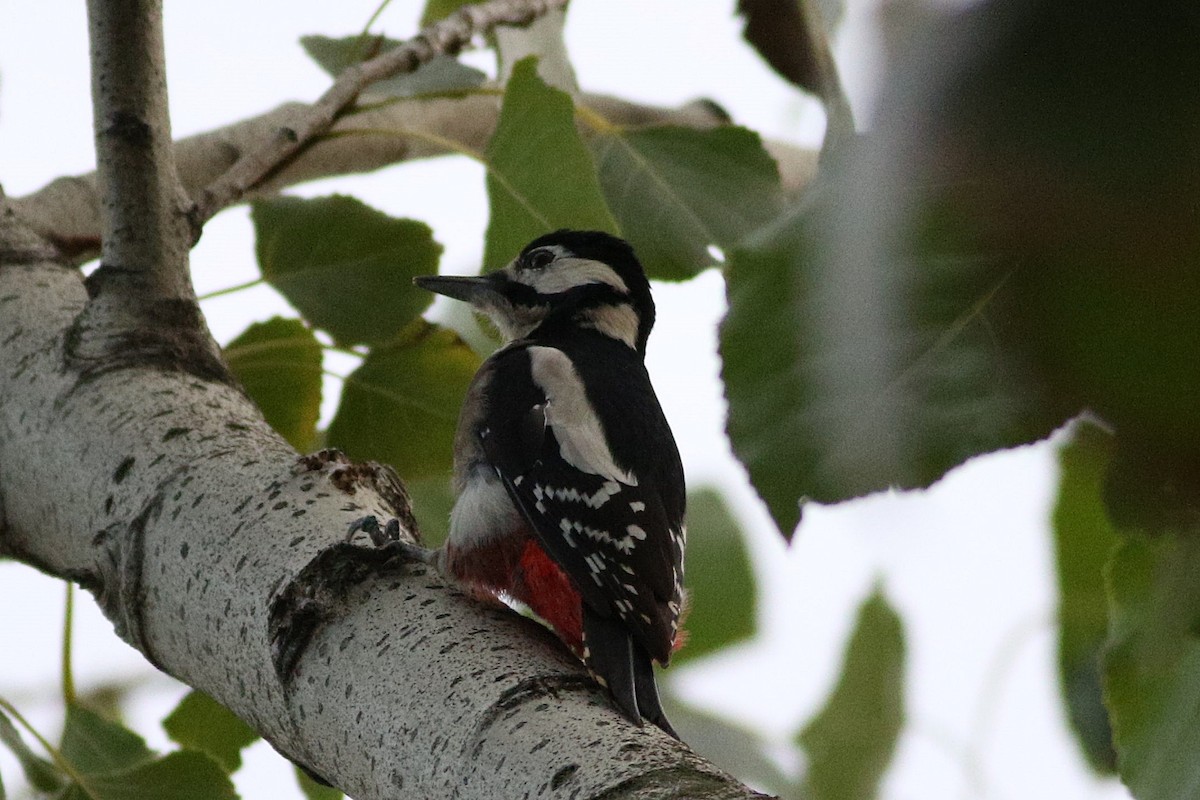 Great Spotted Woodpecker - ML610059699