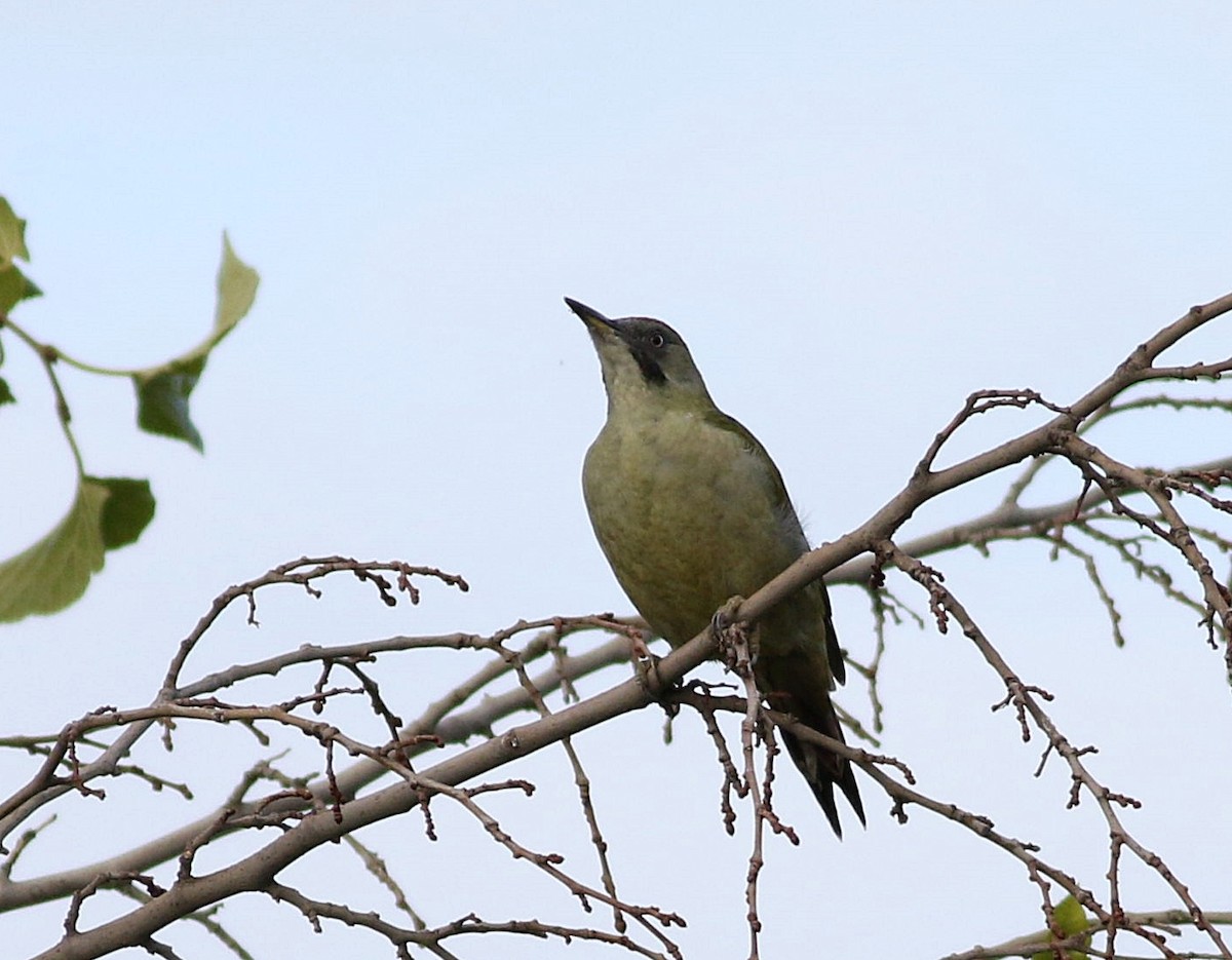 Iberian Green Woodpecker - ML610059715