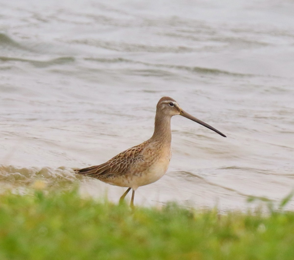 Long-billed Dowitcher - Phil Mills
