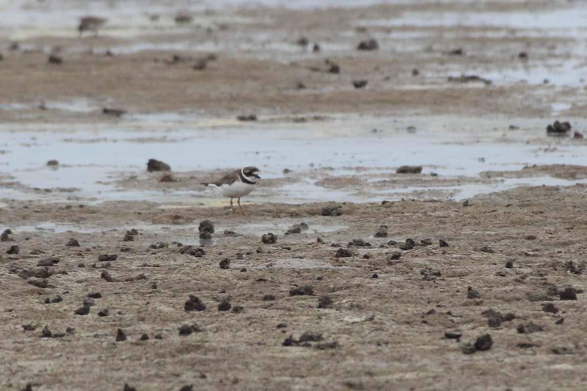 Semipalmated Plover - ML610060419