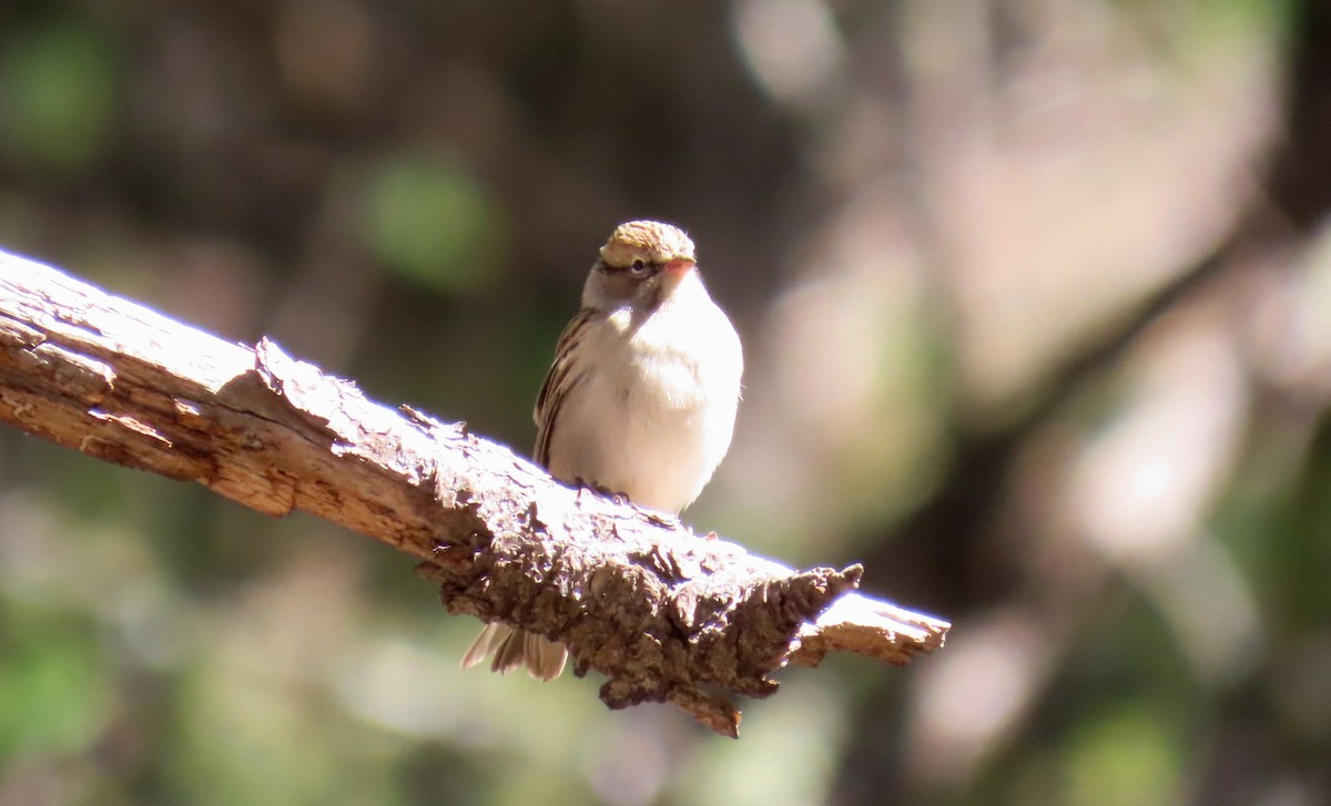Chipping Sparrow - ML610060630