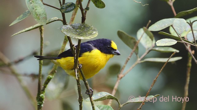 Thick-billed Euphonia (Black-tailed) - ML610060823