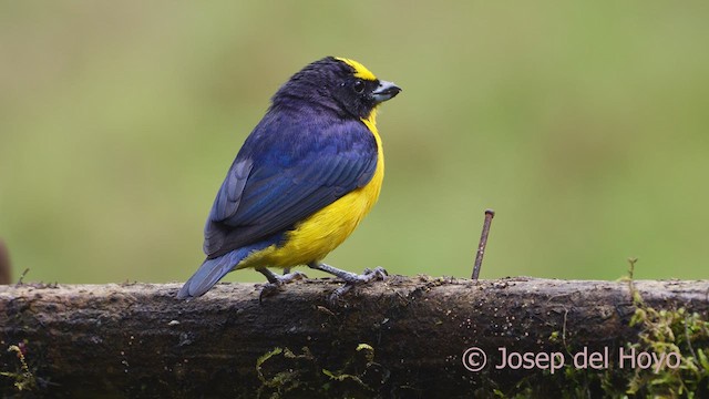 Thick-billed Euphonia (Black-tailed) - ML610060933