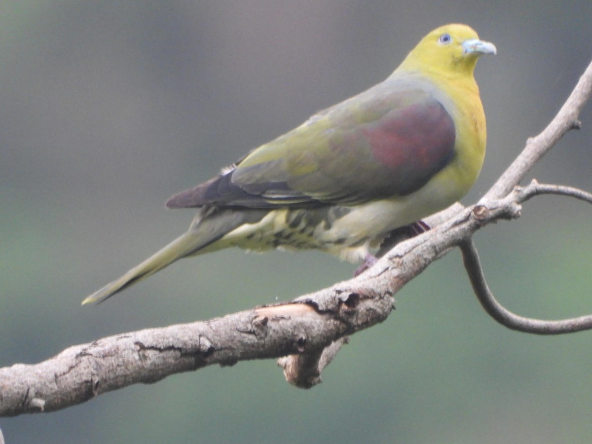 White-bellied Green-Pigeon - ML610060937