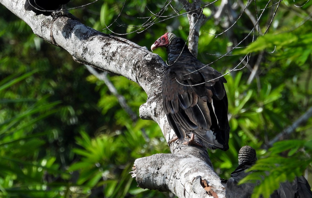 Turkey Vulture - Fernando Angulo - CORBIDI