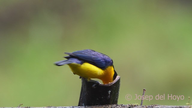 Thick-billed Euphonia (Black-tailed) - ML610061060