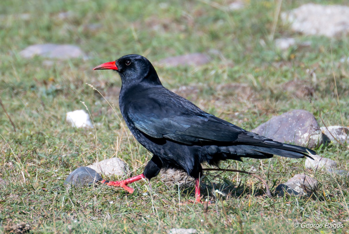 Red-billed Chough - George Pagos
