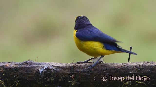 Thick-billed Euphonia (Black-tailed) - ML610061185