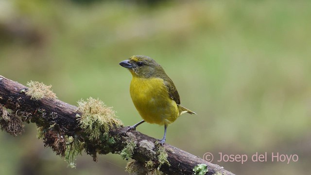 Thick-billed Euphonia (Black-tailed) - ML610061294