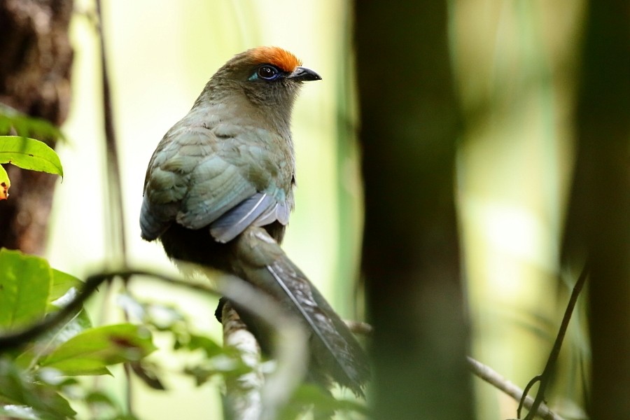 Red-fronted Coua - ML610061601