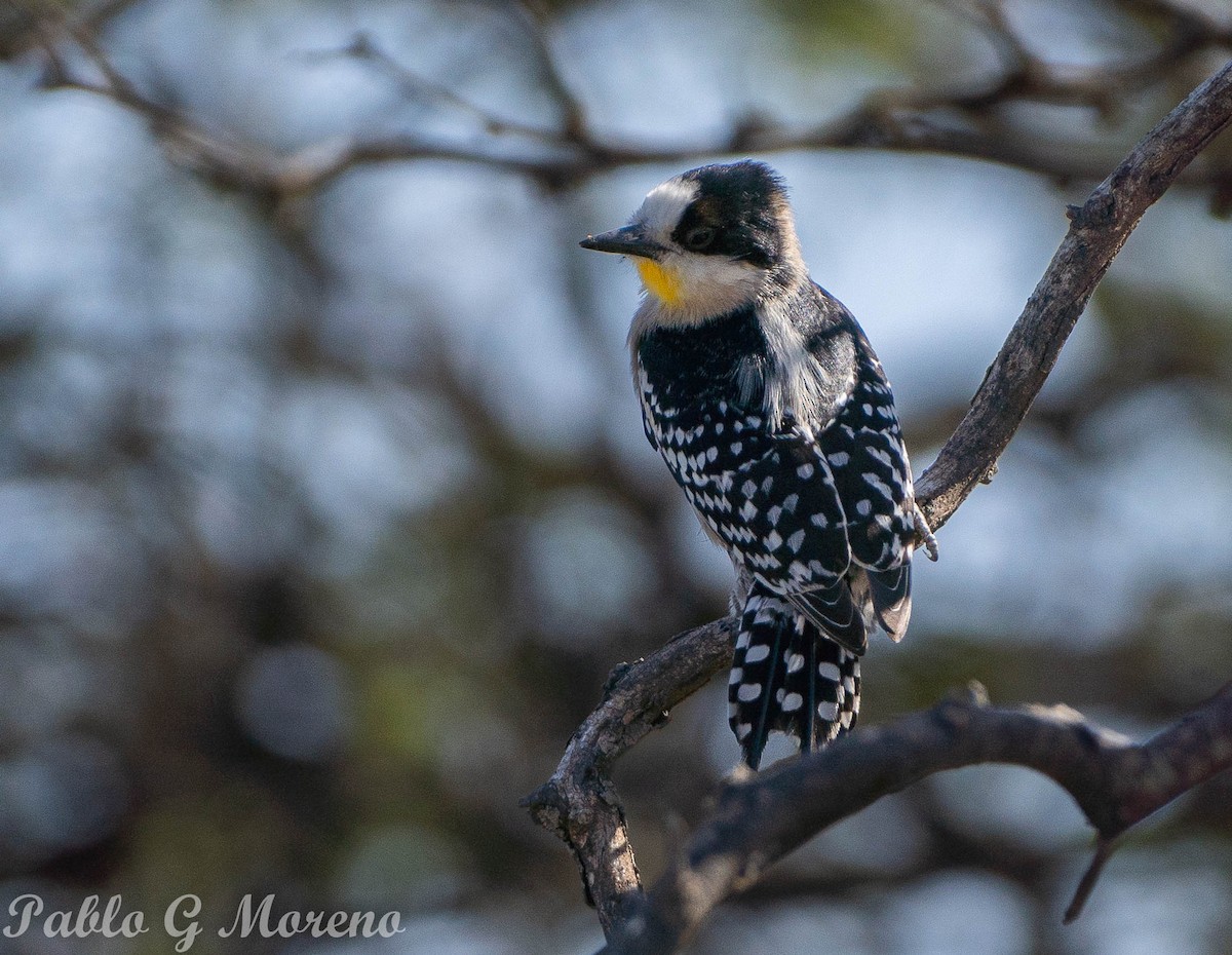 White-fronted Woodpecker - ML610061651