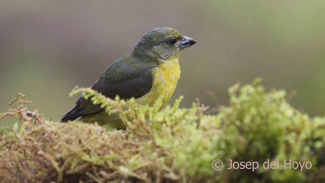 Thick-billed Euphonia (Black-tailed) - ML610061667
