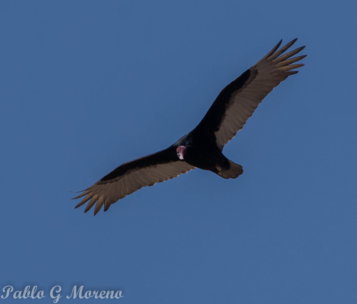 Turkey Vulture - ML610061872