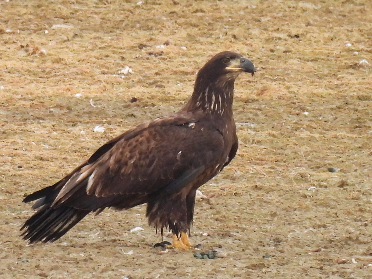 Bald Eagle - ML610062015