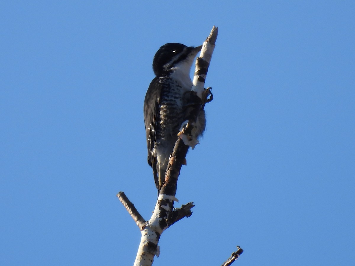 Black-backed Woodpecker - ML610062089