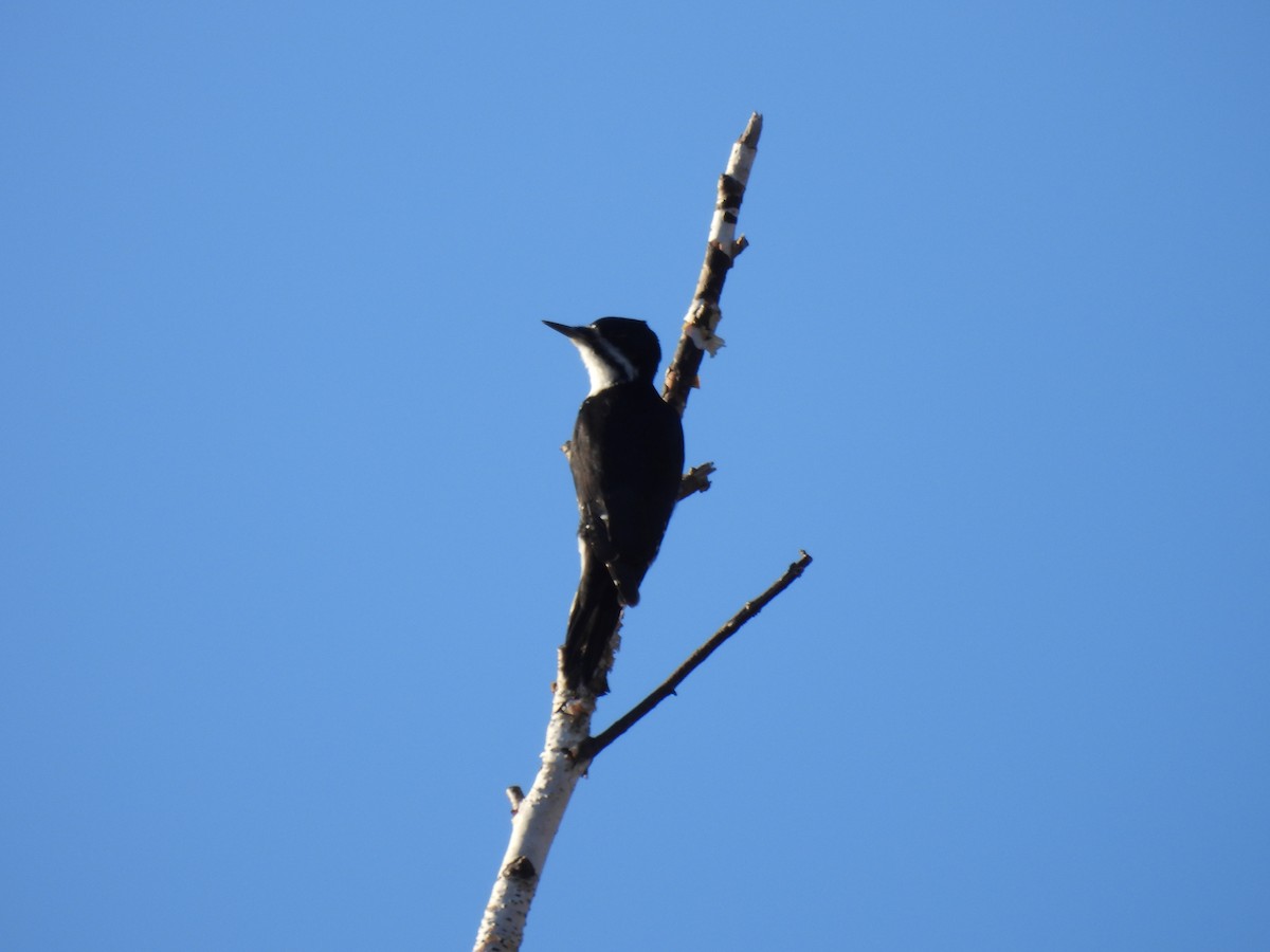 Black-backed Woodpecker - ML610062092