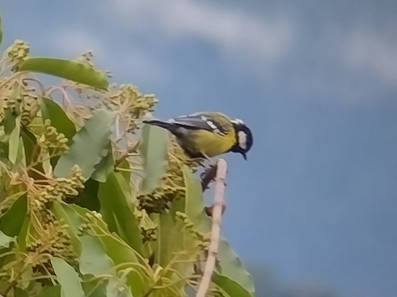 Green-backed Tit - ML610062242