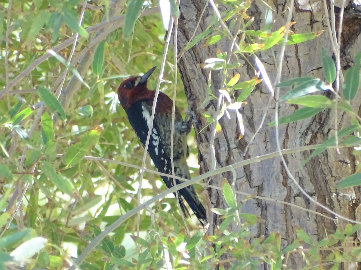 Red-breasted Sapsucker (ruber) - ML610062309