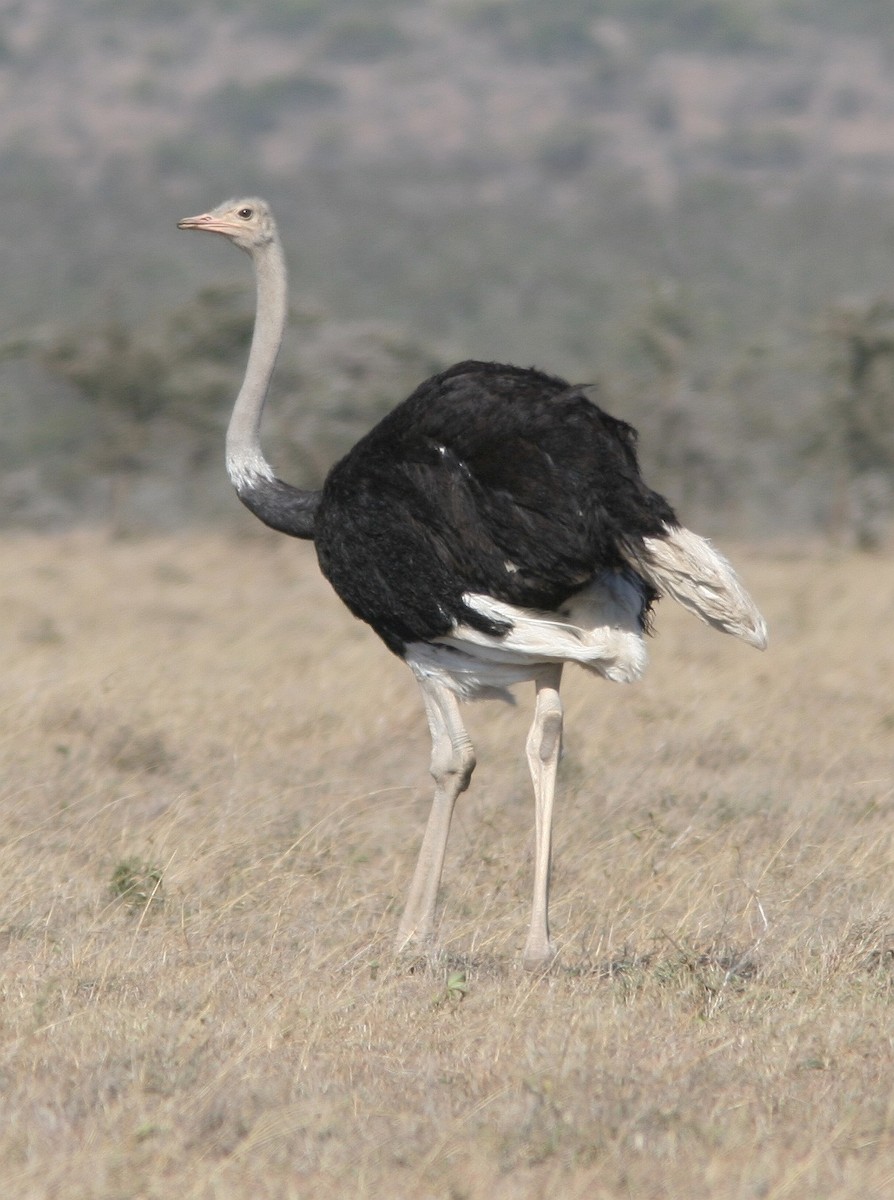 Common Ostrich - Brad Bergstrom