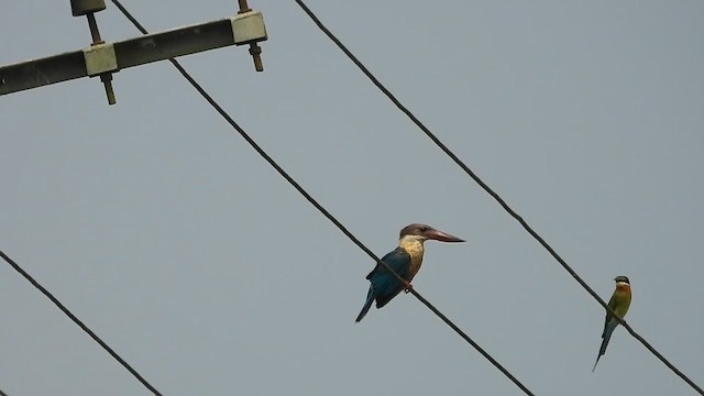 Stork-billed Kingfisher - ML610062915