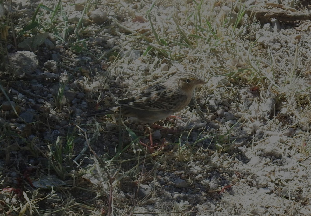 Grasshopper Sparrow - ML610063136